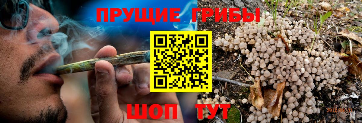как найти   Вход с VPN  Ивантеевка  Псилоцибиновые грибы Cubensis 